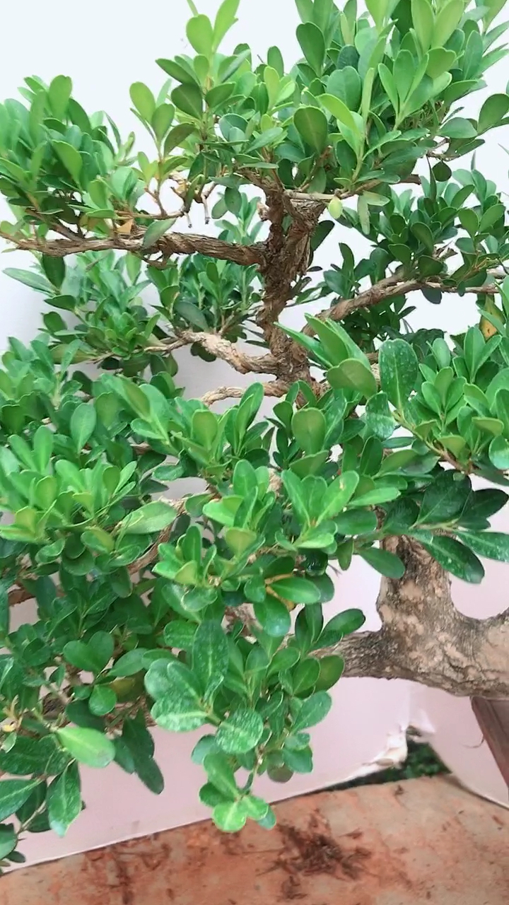 悬崖造型瓜子黄杨