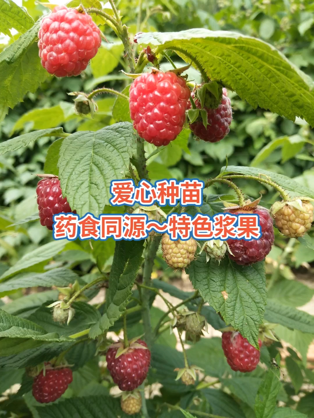 农业#双季树莓苗树莓苗新品种三种颜色树莓苗覆盆子种苗