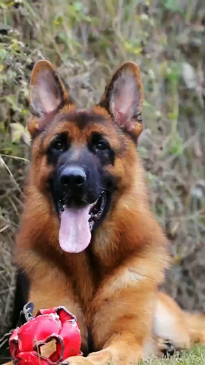德牧一岁青年小公德国牧羊犬