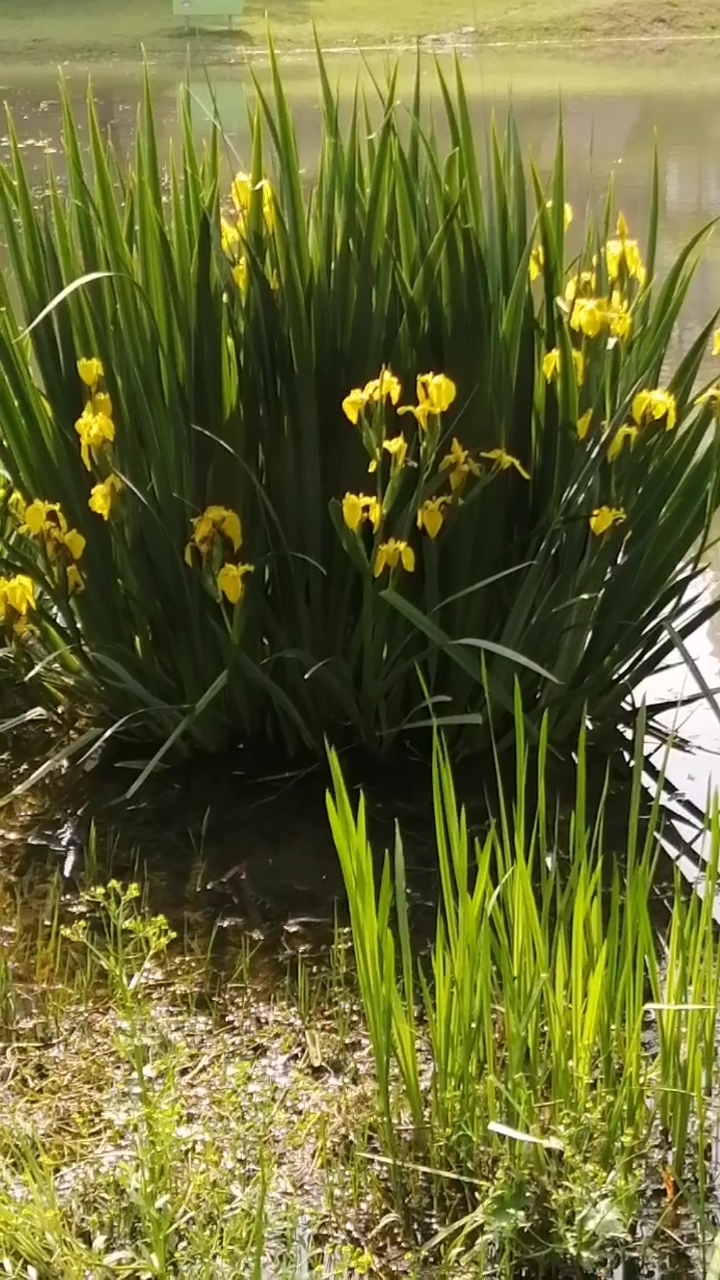 蒲草花开,微风徐徐,晨光迎接着你