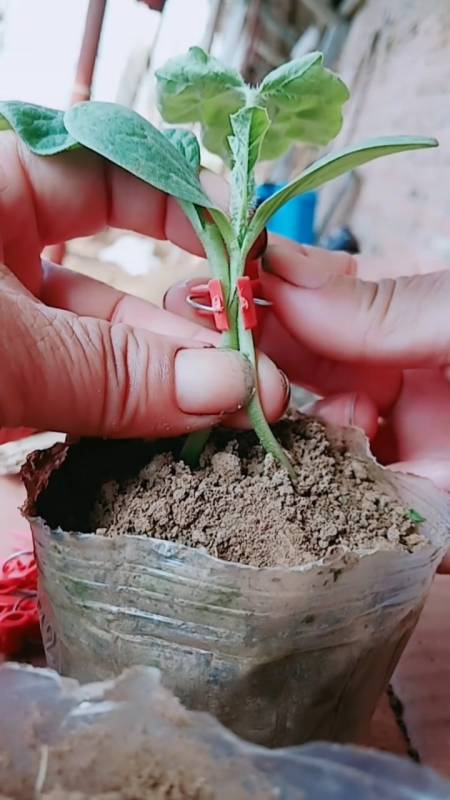 西瓜嫁接主要为了抗重茬高产抗病不死秧,西瓜出齐了下南瓜,南瓜10天