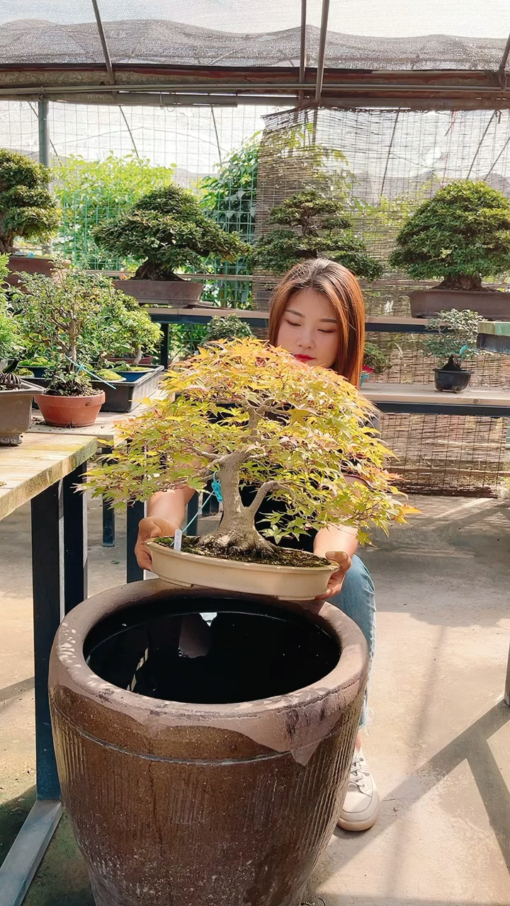 红千鸟枫树盆景进口枫树
