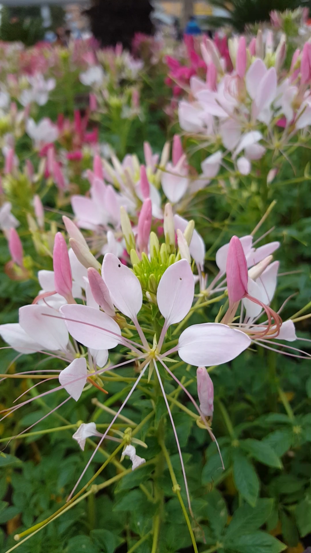 元宵节#漂亮的醉蝴蝶花美美哒!