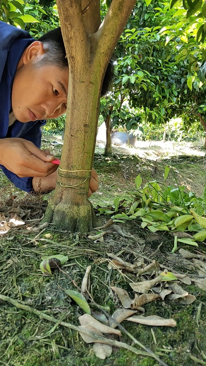 果树环割#给我一把环割刀,一年生活都解决!