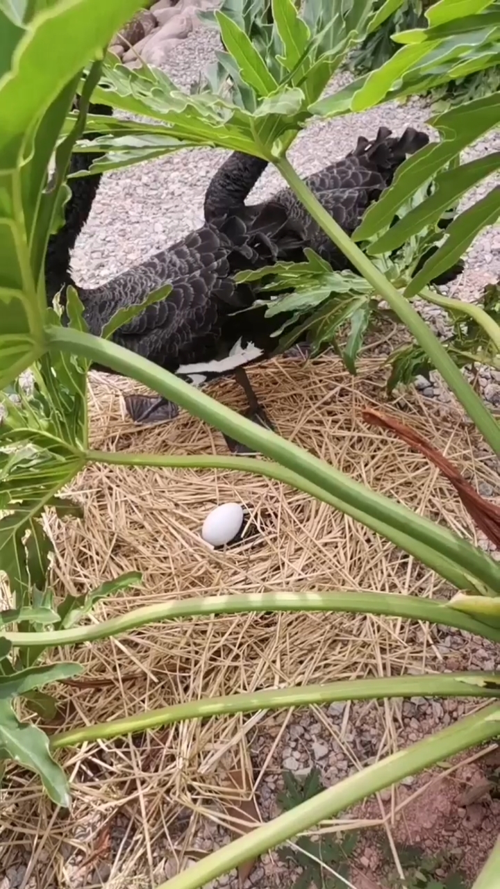 音为有你#黑天鹅下蛋了