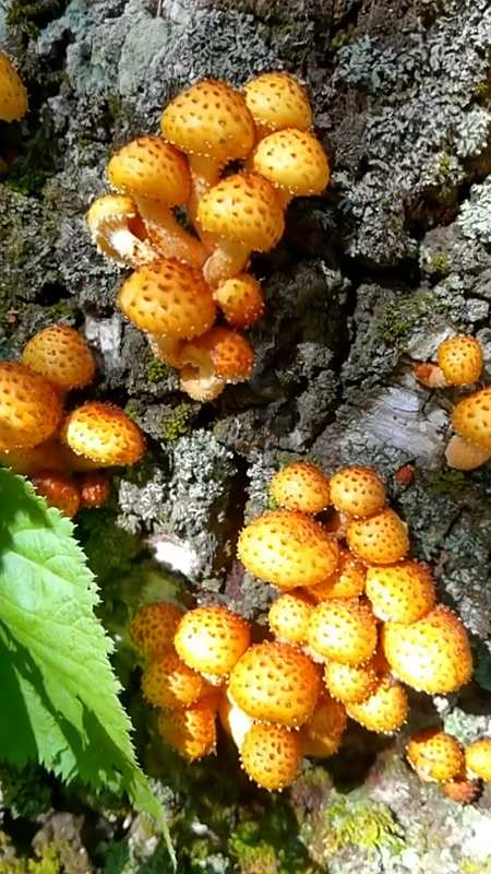 舌尖上的美食#东北大山里的野生蘑菇,花脸蘑-度小视