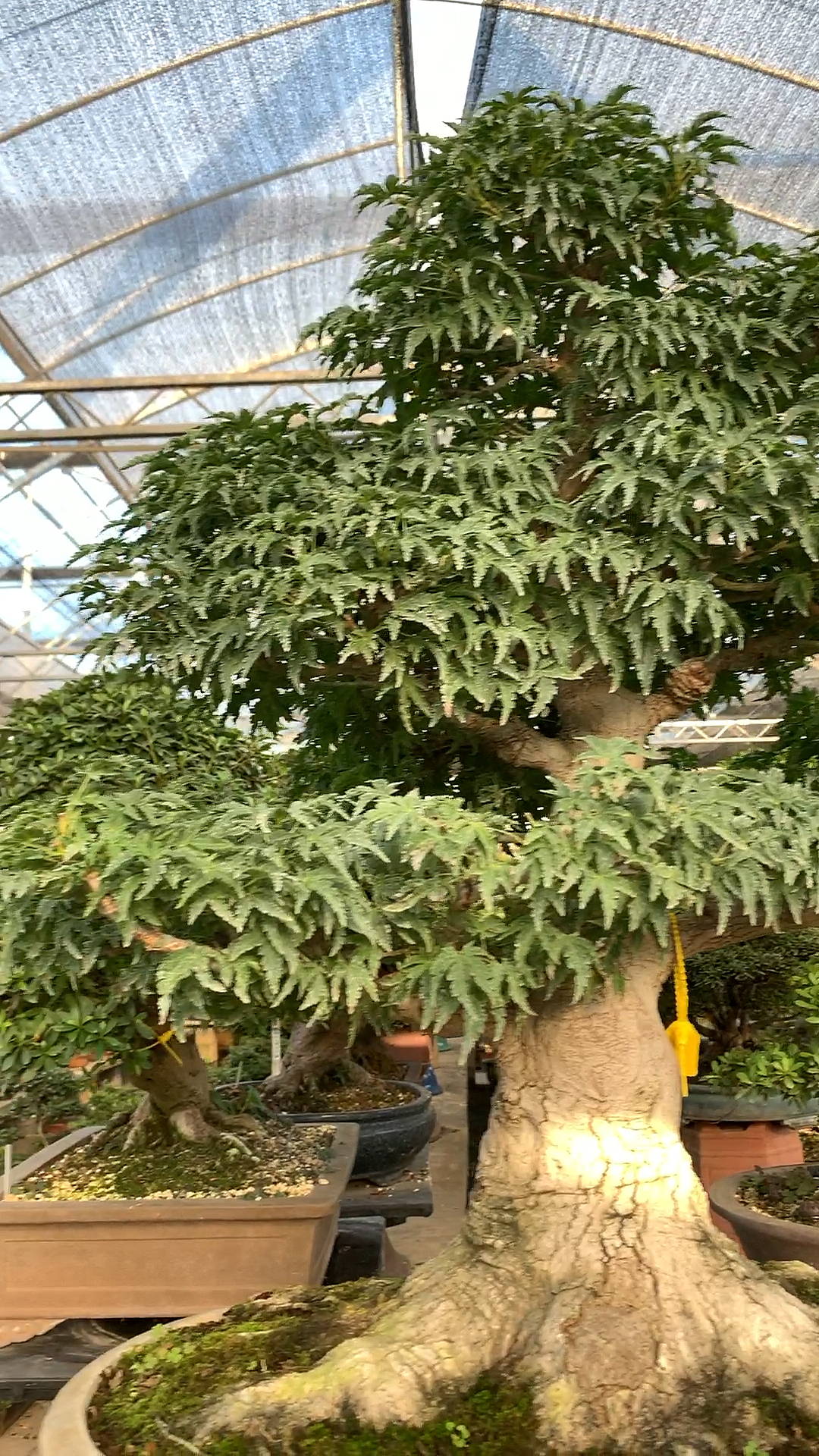 一棵有年代的狮子头枫树