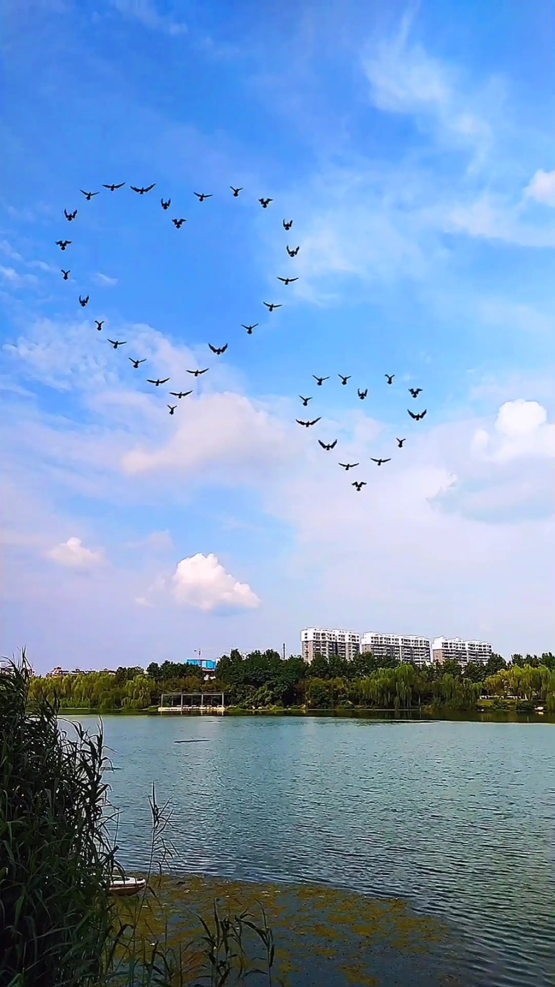 手机摄影#一群大雁排成爱心往南飞,它们训练多久了呢?