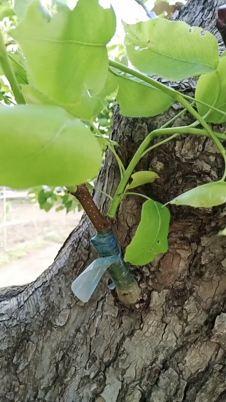 梨树改良品种嫁接技术,此方法成活率高