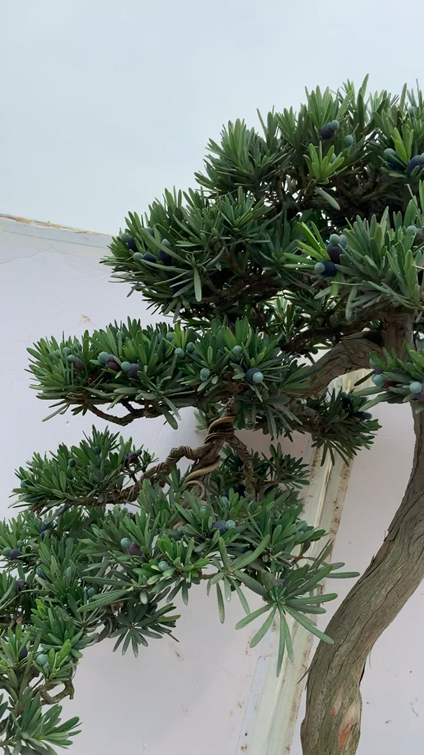 文人造型罗汉松