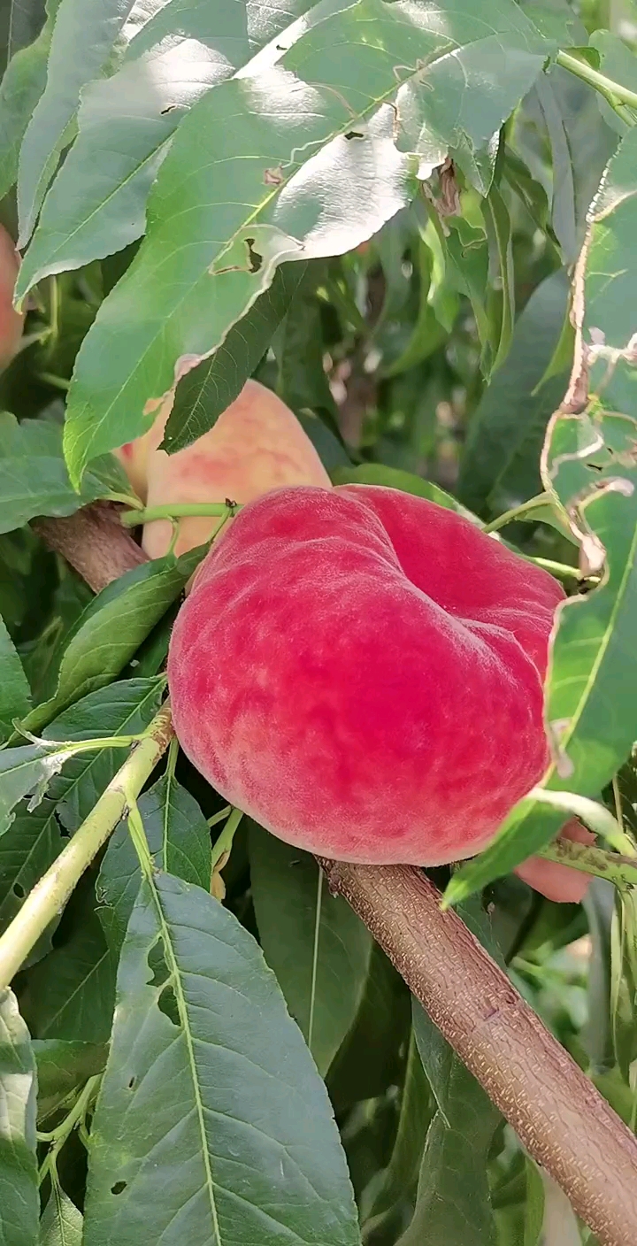 又大又红的毛蟠桃