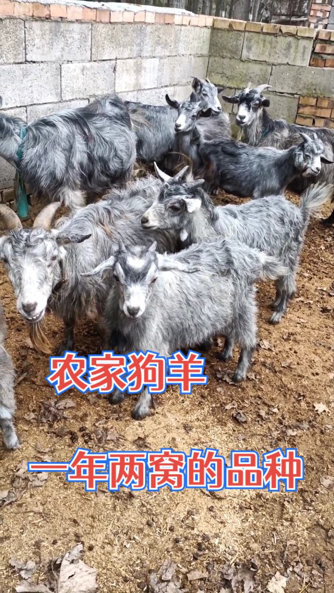 带你看三农这是鲁西南青山羊属于古老的品种农家狗羊这种羊繁殖快抗病