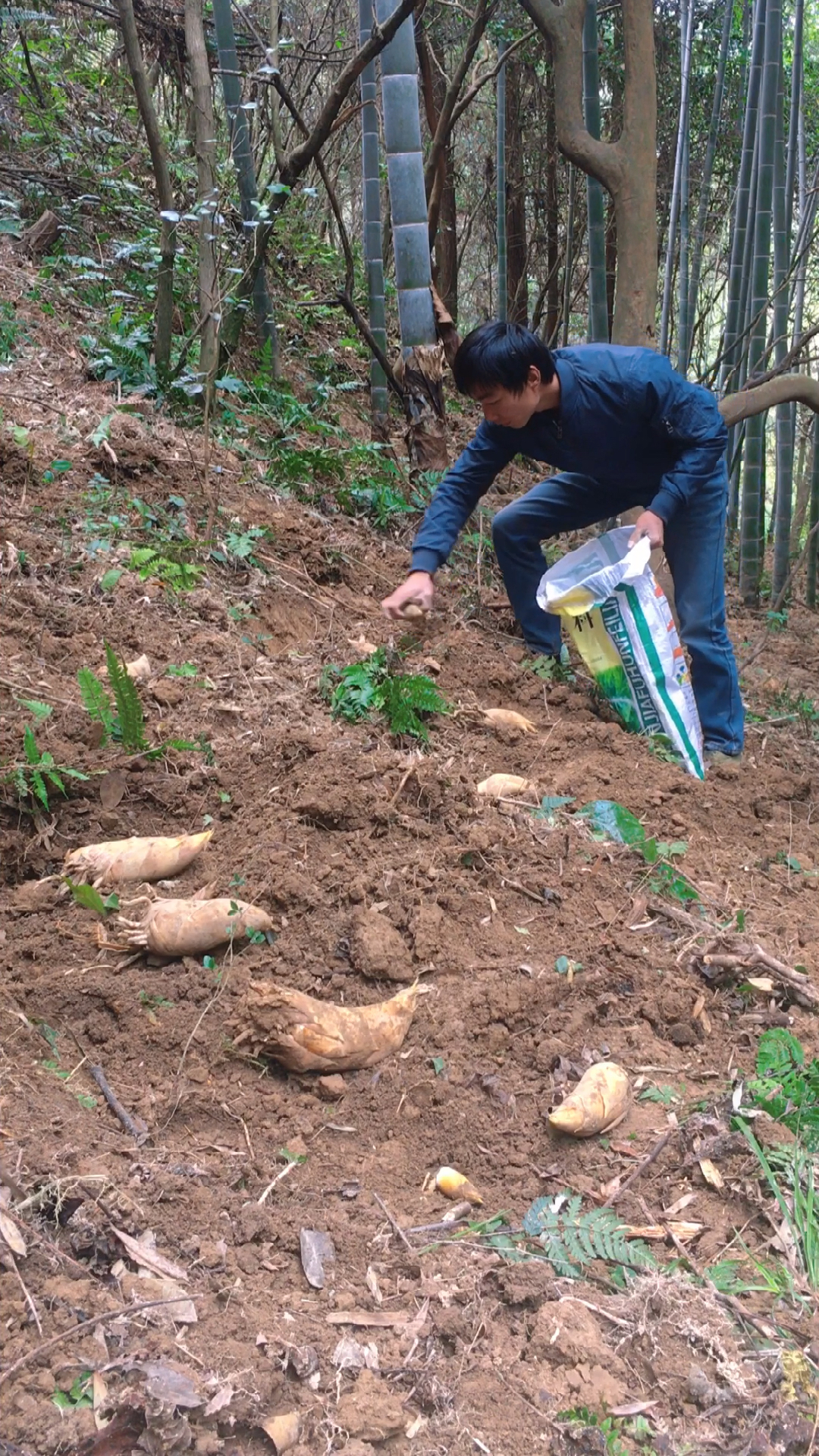 挖冬笋#运气好了,冬笋都是一大片
