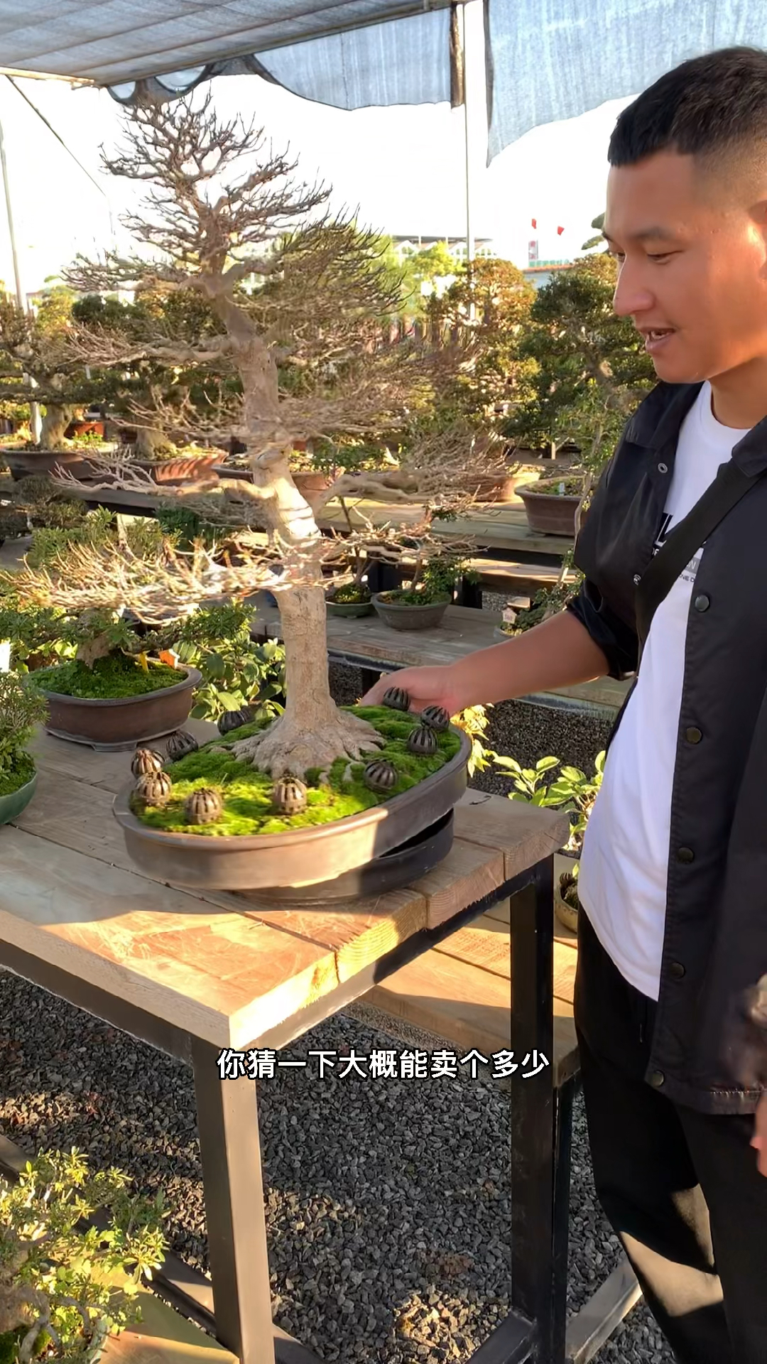 进口枫树盆景秋季这个时候叶子怎么没有了