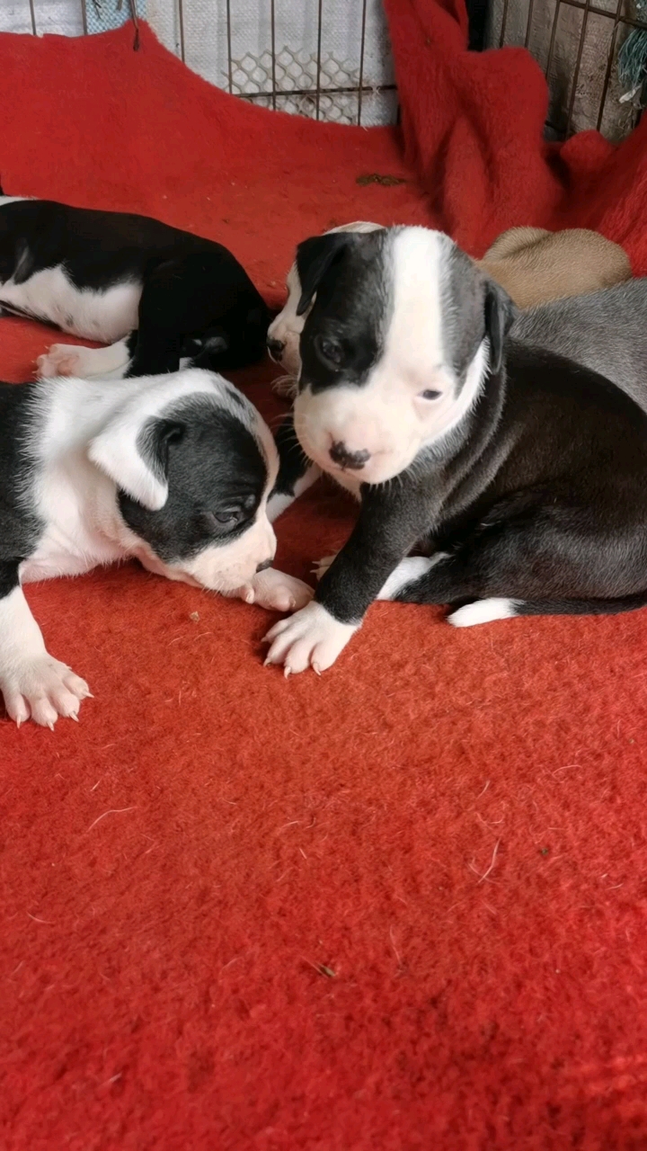 斯塔福#小崽子第一次体内驱虫.斯塔福犬