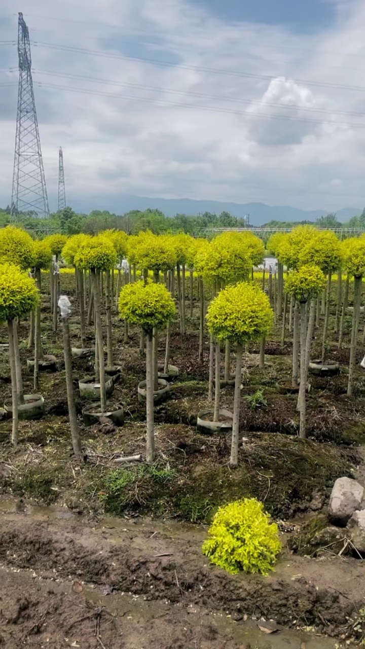 亮晶晶女贞棒棒糖糖四季不落叶适合庭院别墅绿化栽植