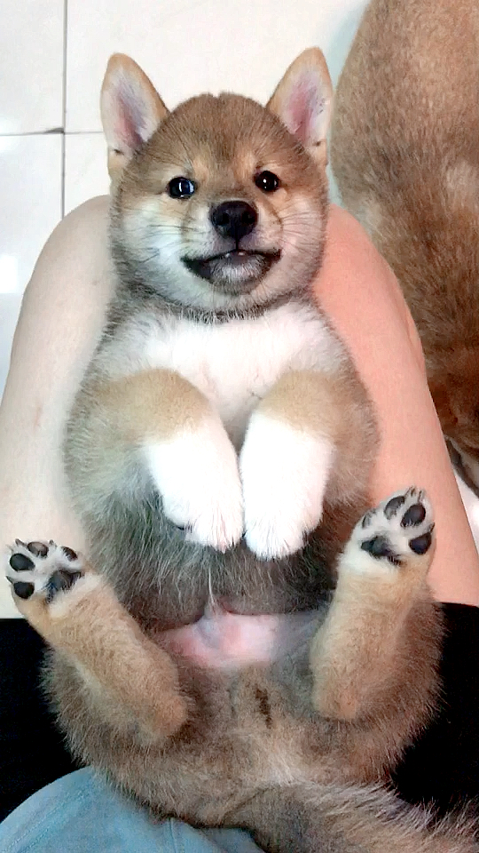 小小爱宠萌化你#快来看小奶狗,太可爱了!