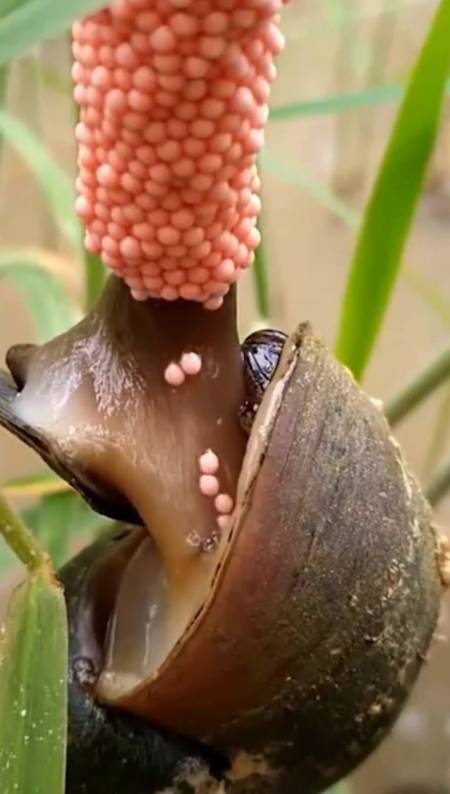 福寿螺产卵秀的我头皮发麻怎么有种德芙纵享丝滑的感觉