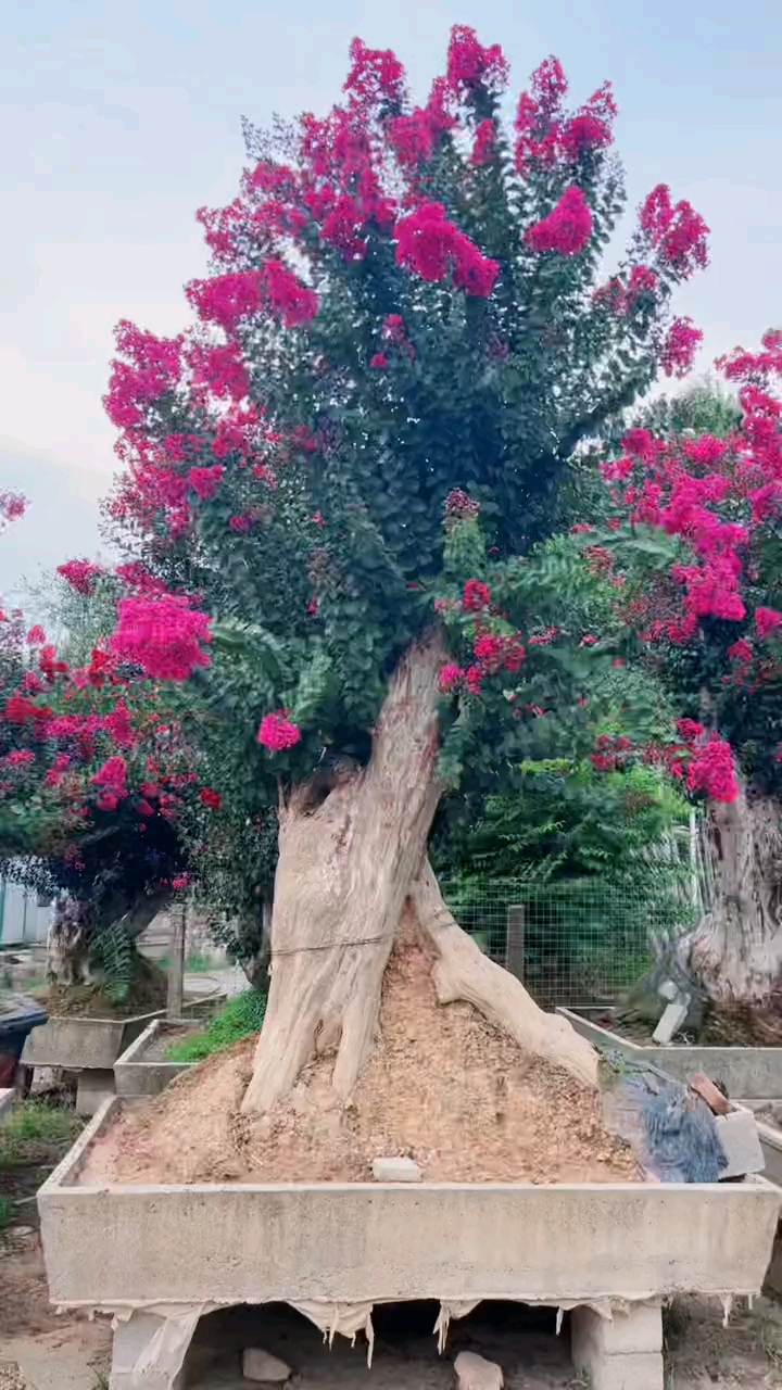 老桩紫薇红红火火耐寒耐旱南北方都可以栽植花期长达120天