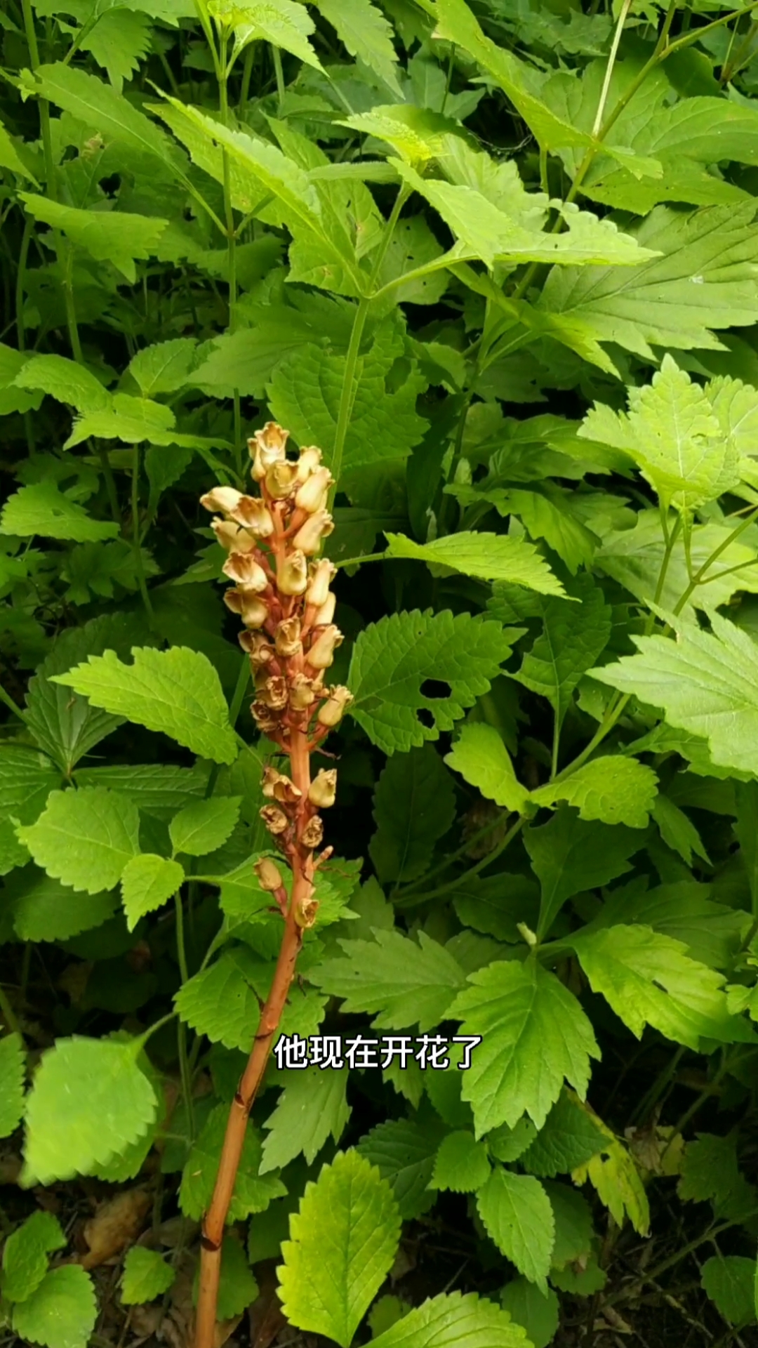 野生天麻,长的比较隐蔽,在大草里面了.不过还是被我发现了.