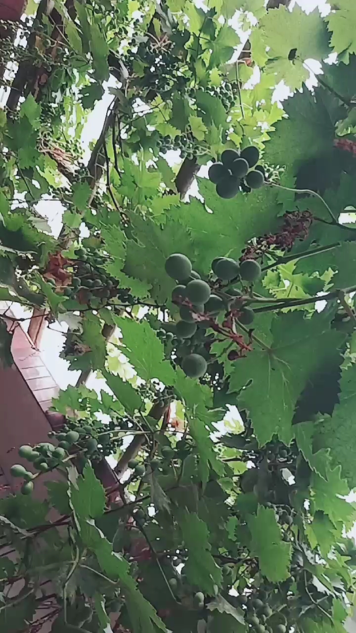 看,这是什么呢?一串串,绿盈盈,好清新呢