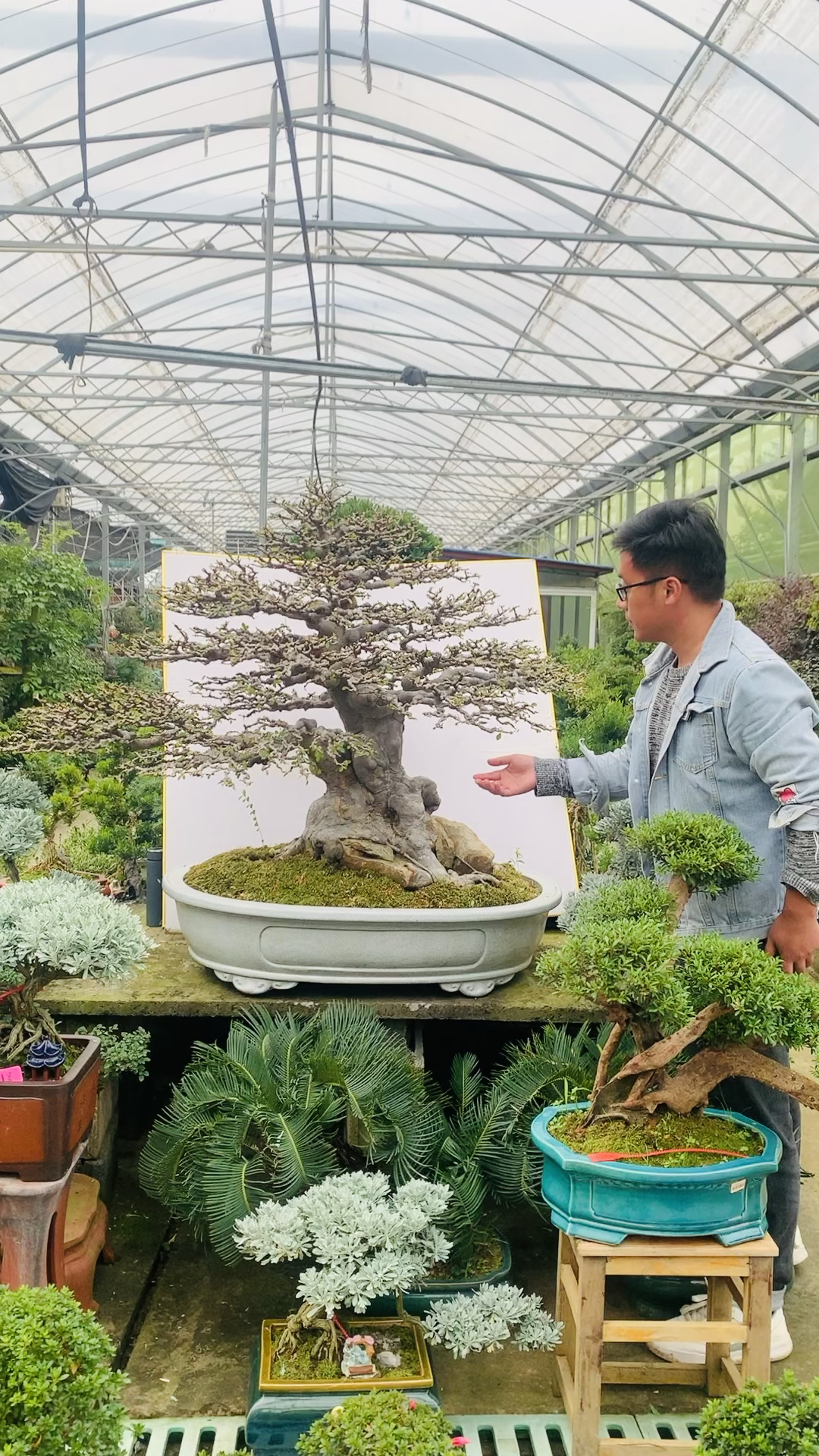 老桩榆树盆景#榆树,骨架都超美的