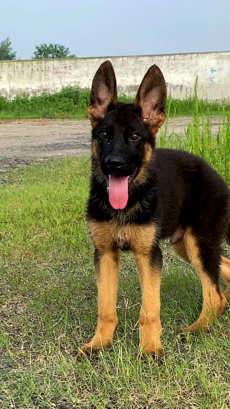 三个多月德牧犬这脸黑的晚上就怕看不到你啊!