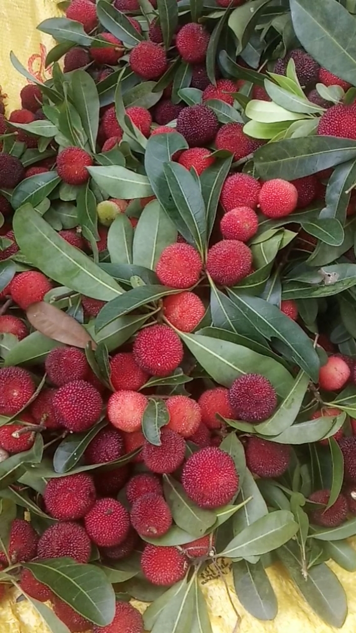 广西杨梅#酸酸甜甜的