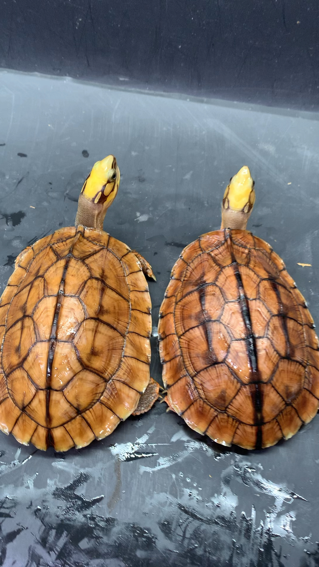 金钱龟这一对双胞胎金钱龟太好看了龟中之宝