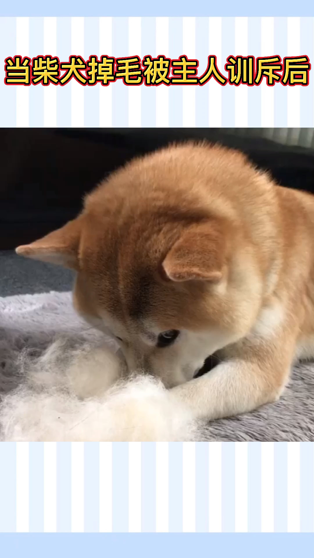 柴犬柴犬得知自己掉毛后不敢面对主人