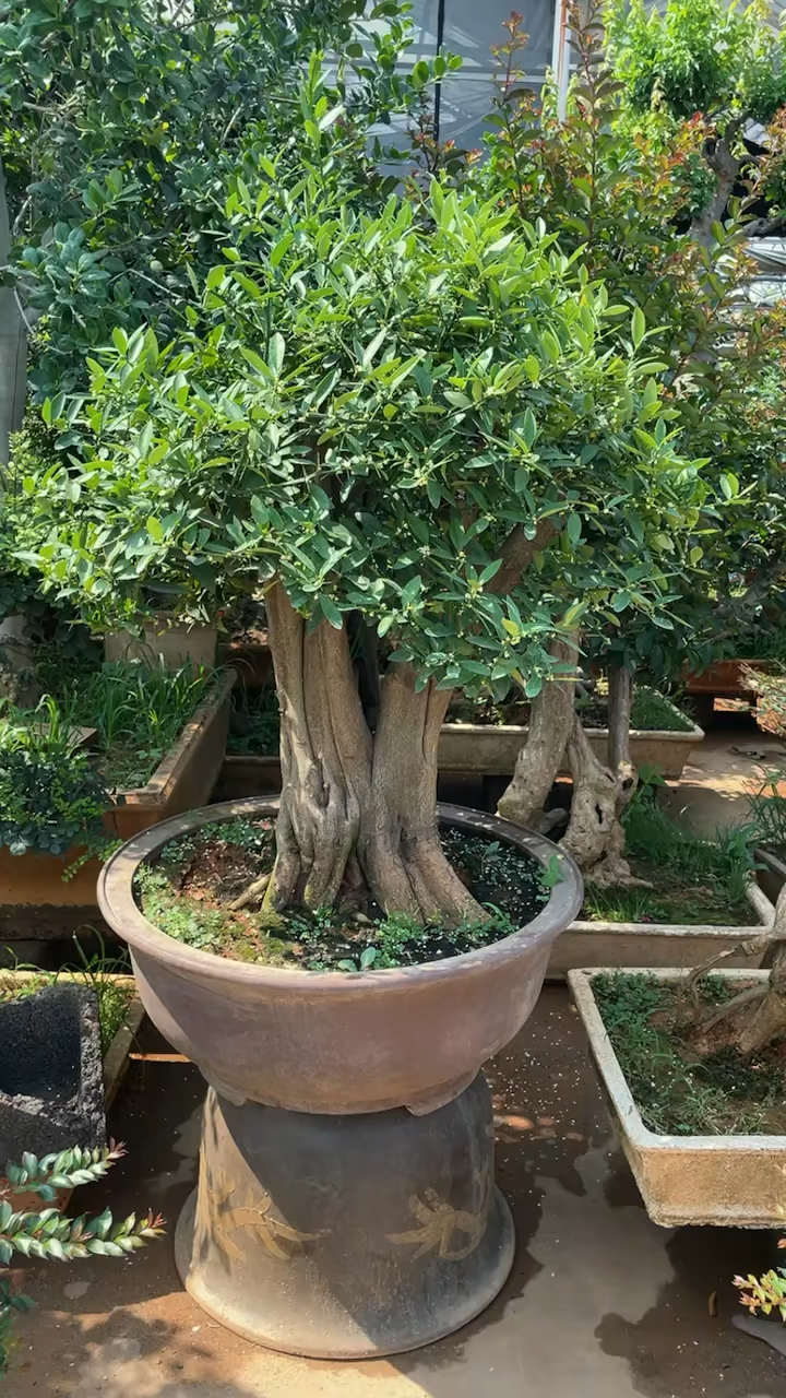 矮霸粗桩的金豆,正在开花,马上挂果,寓意:健康长寿^_^-度小视