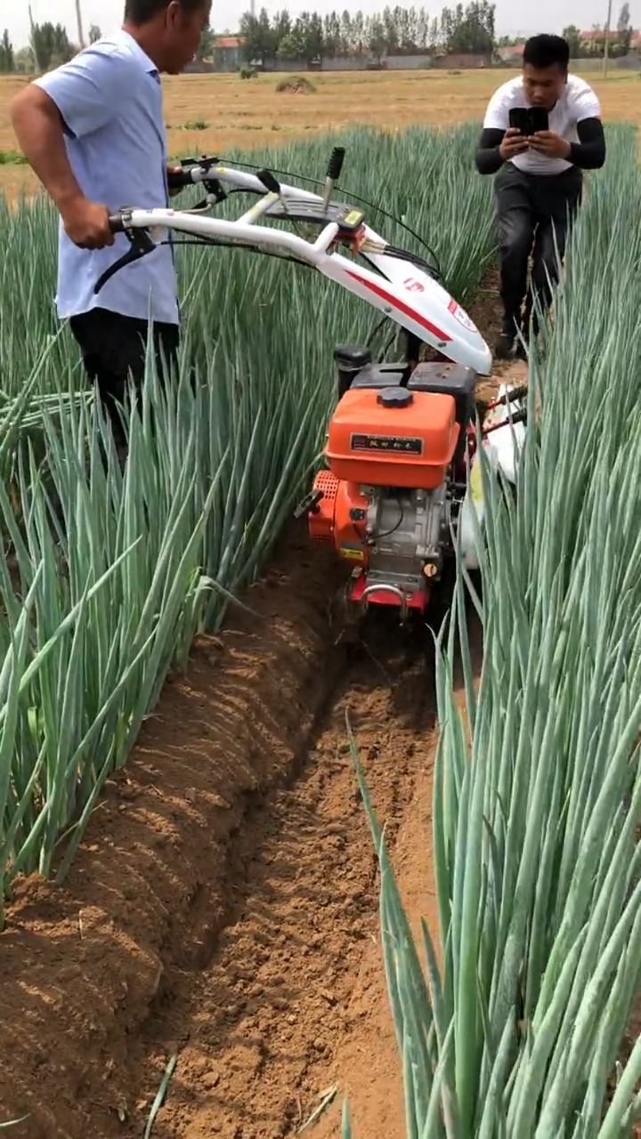 我要上热门#大葱培土作业中