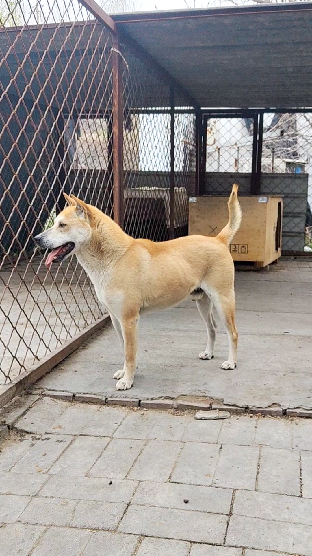 广西土猎犬#大黄蜂的爸爸——小黄豆.-度小视