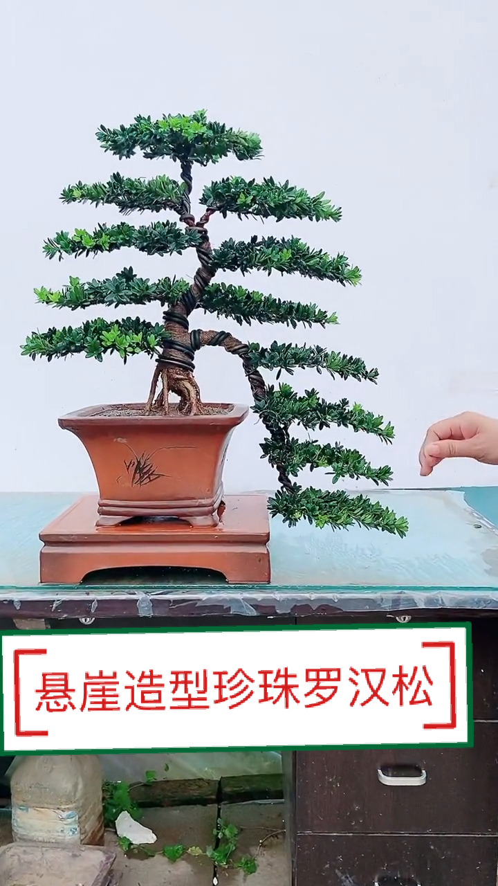 感谢全民我要上热门精品原生态珍珠罗汉松