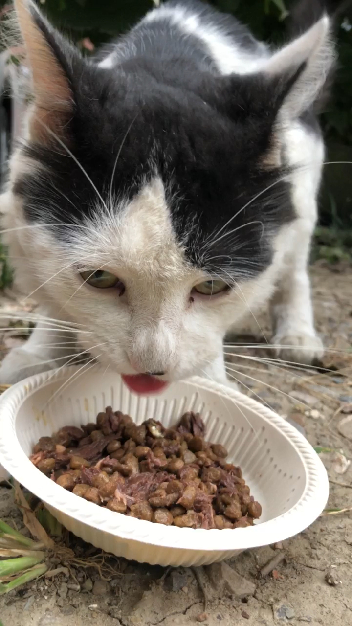 关爱流浪猫#上海话"吃精"就是吃货的意思