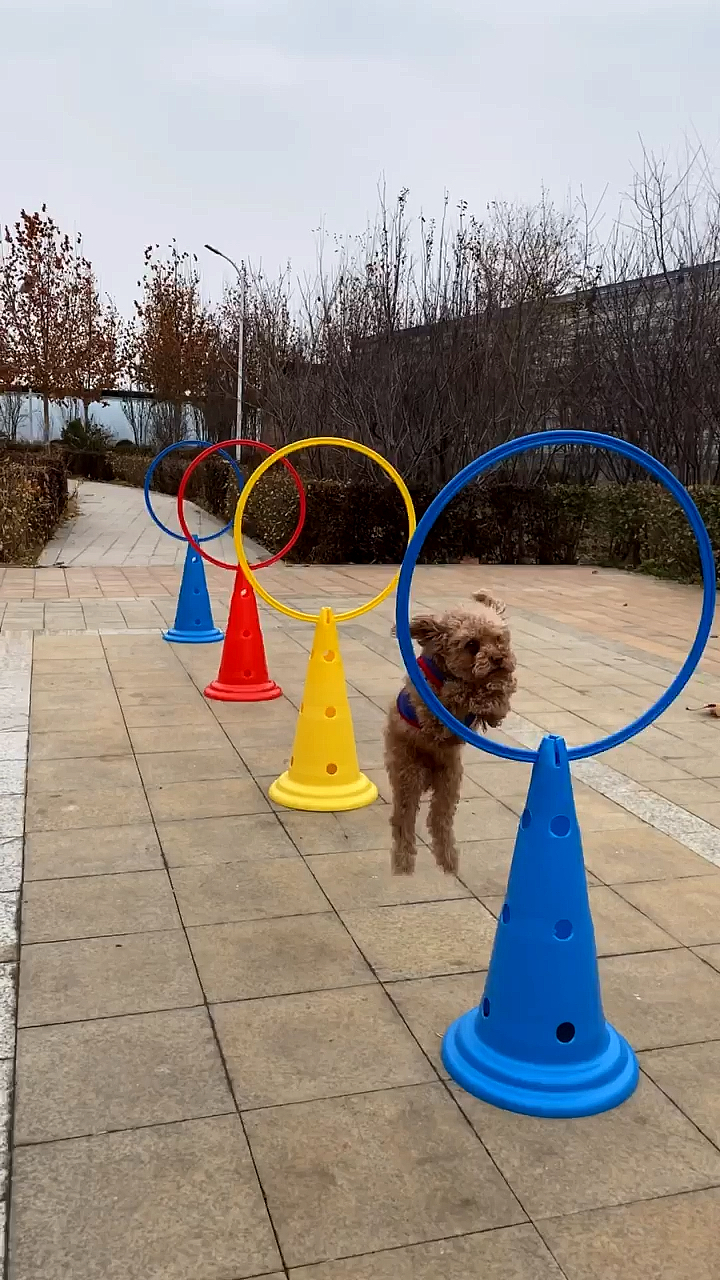 小泰迪连续跳圈身手敏捷