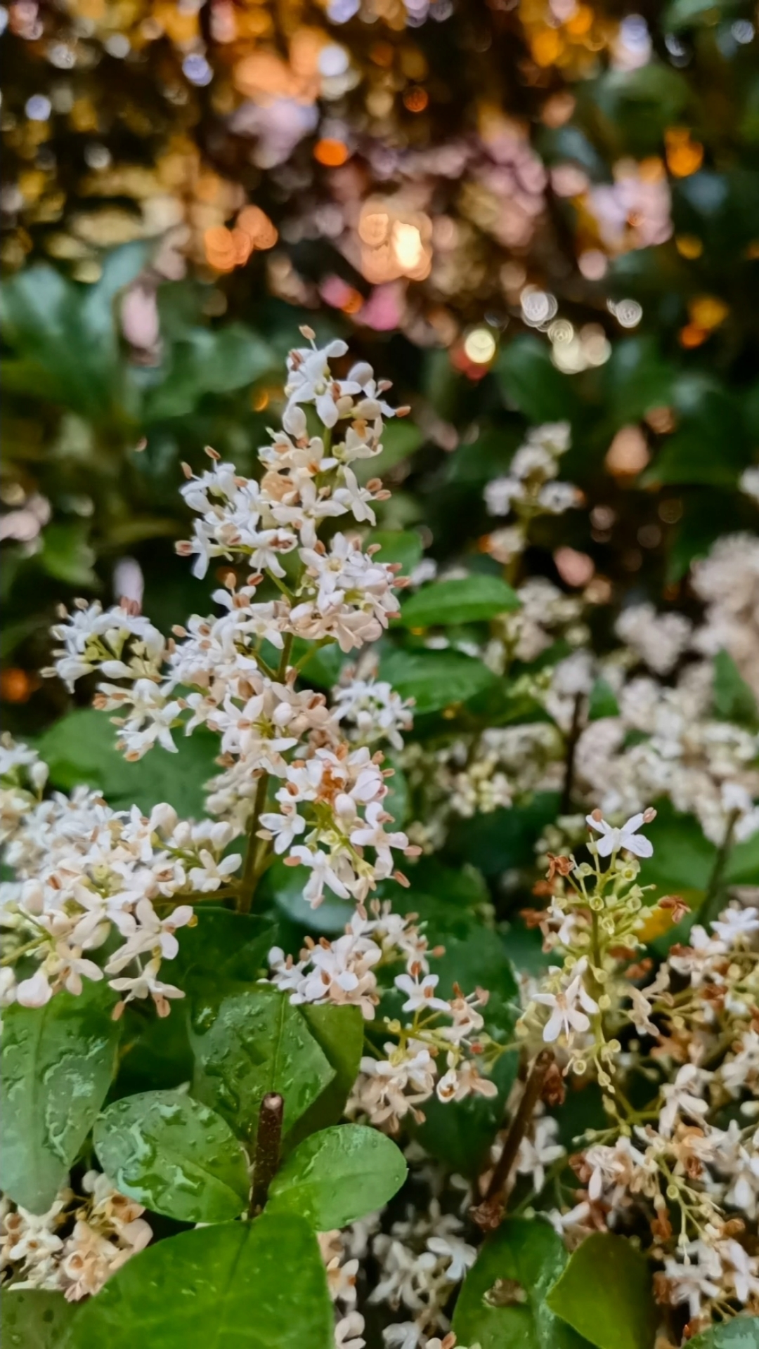 女贞的花语是永远不变的爱.