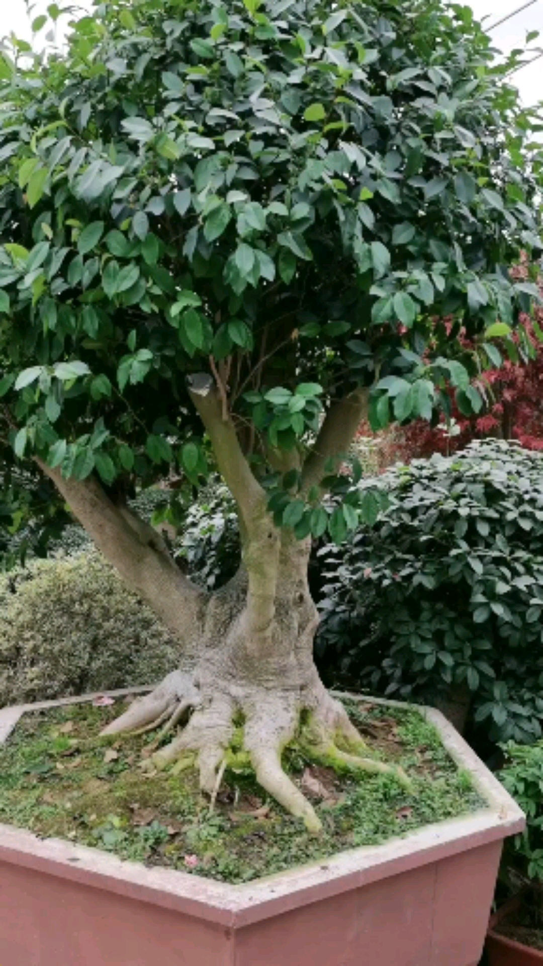 大根盘含笑花盆栽