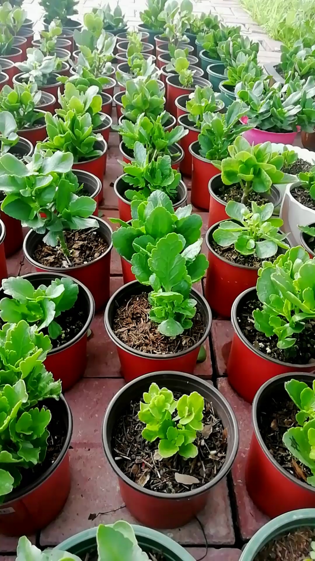 该减肥了#我的长寿花小苗