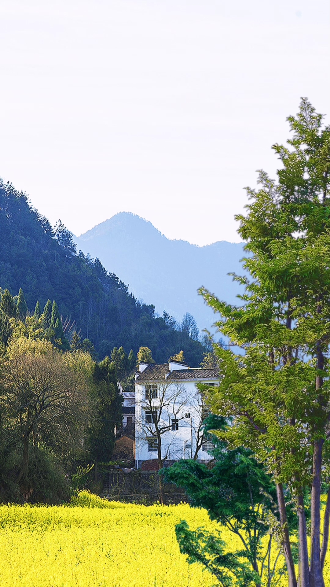 乡村美景#最是人间烟火气,方能抚慰凡人心