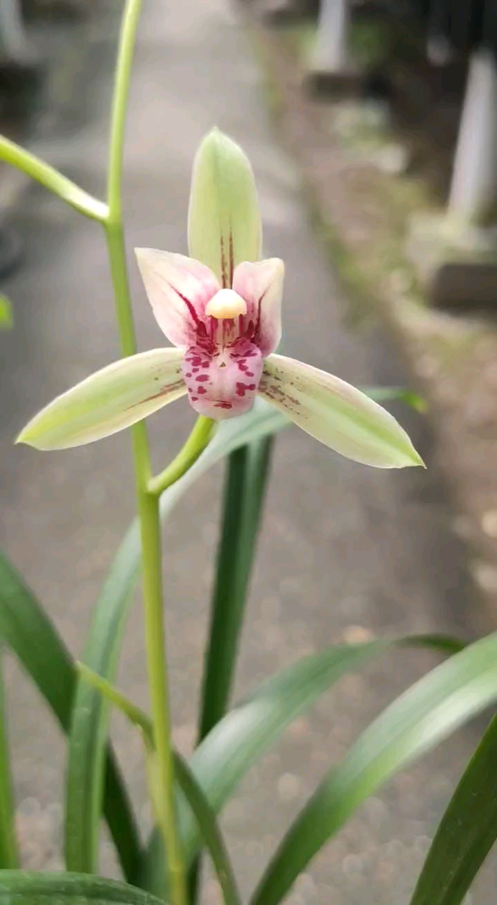 兰花小站佛光红素自然花开