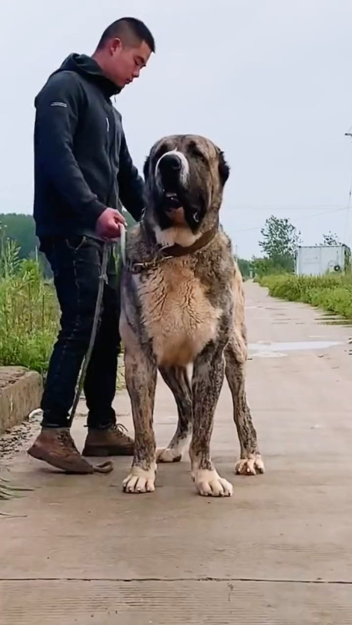 中亚牧羊犬#中亚牧羊犬