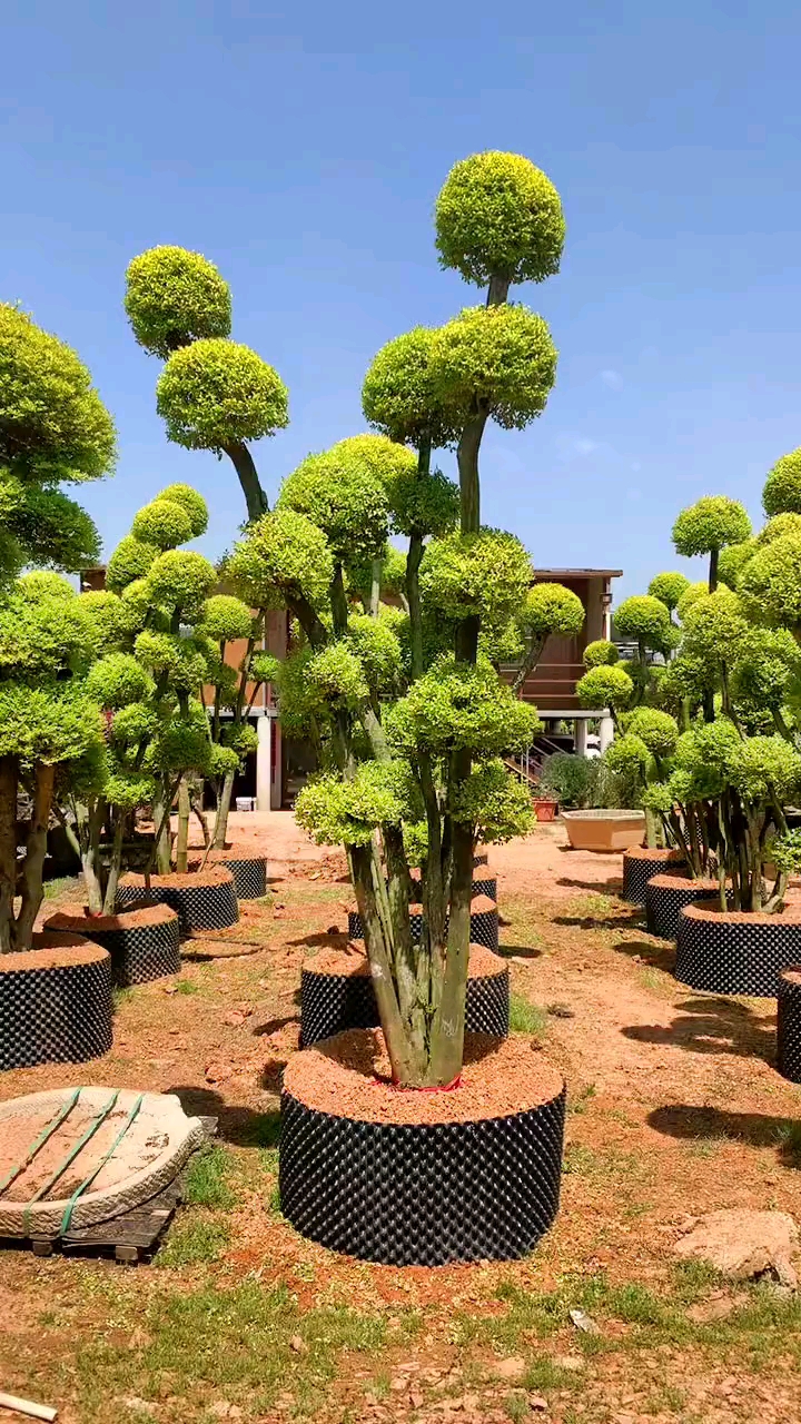 亮晶女贞造型树四季不落叶适合庭院别墅绿化栽植