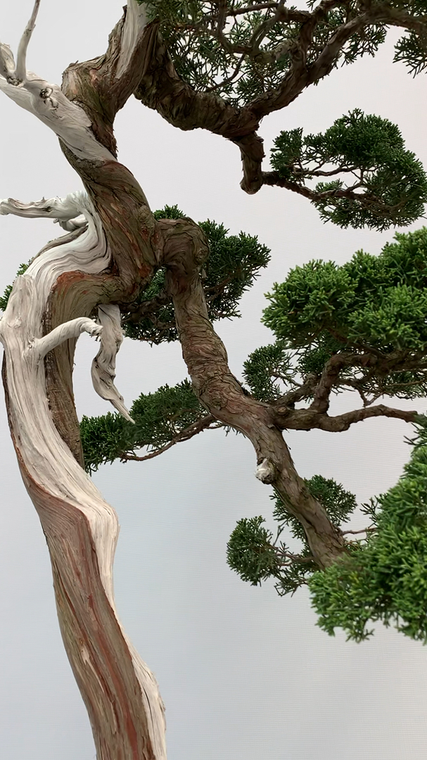 这棵真柏怎么样?