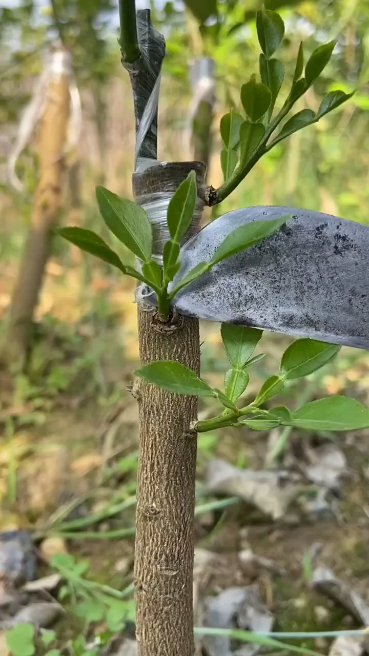 春日小视频有奖征集活动#果树嫁接成活后,及时疏除砧木发出的芽