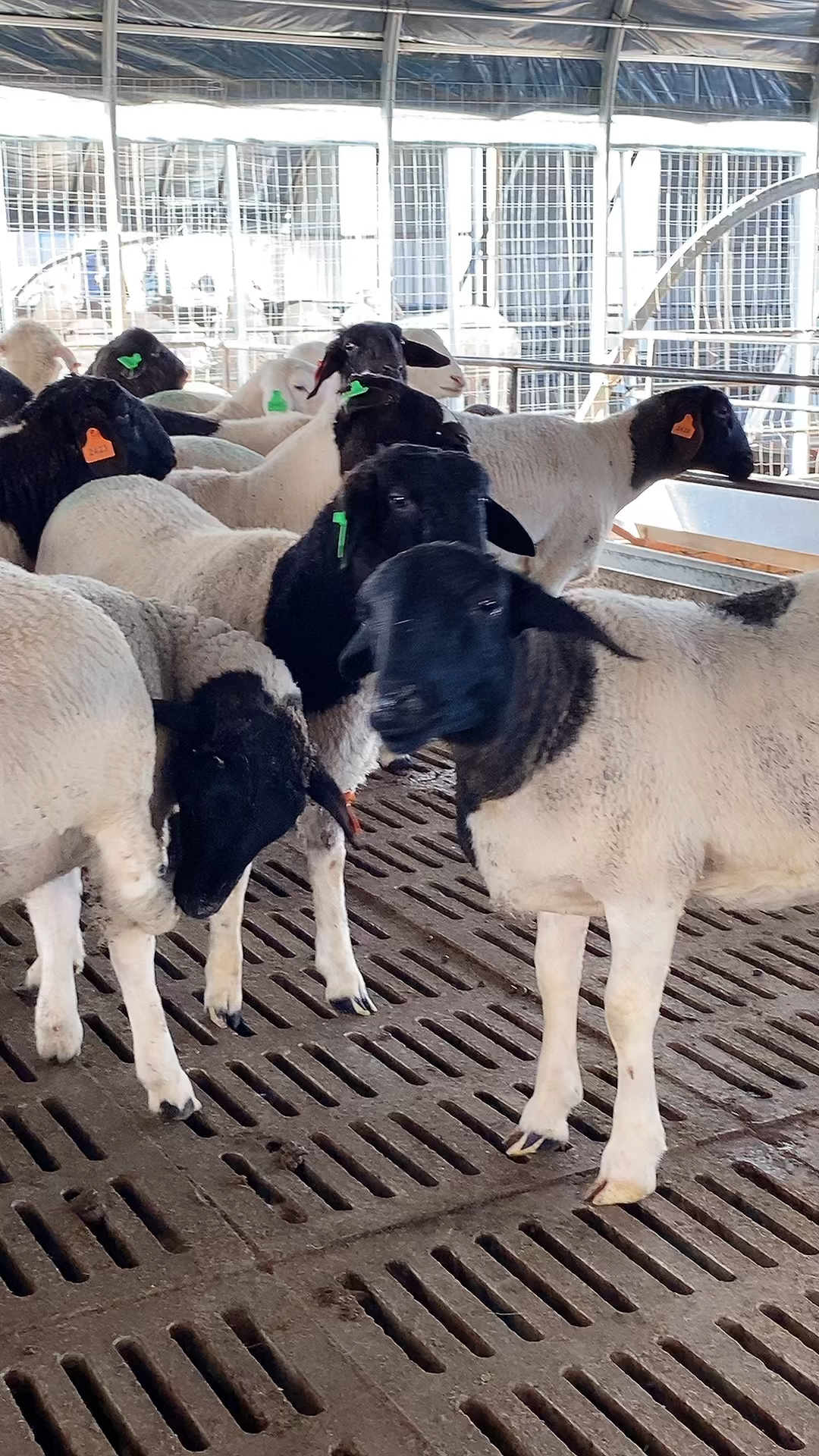 杜寒杂交羊黑头杜泊羊