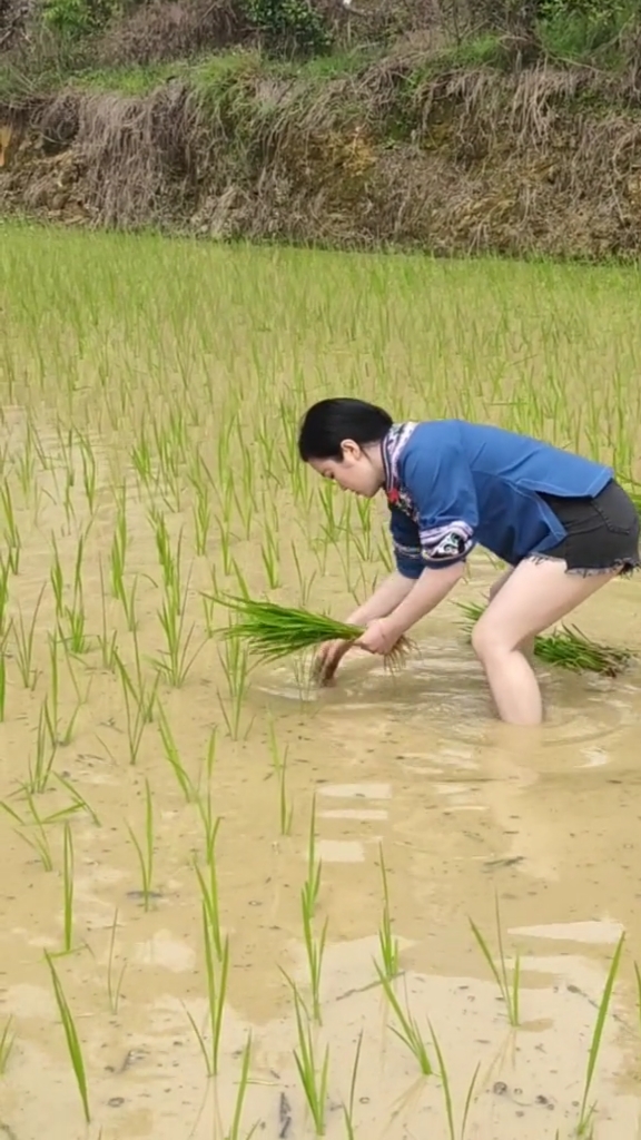 昨天帮朋友家插秧,全是美女!-度小视