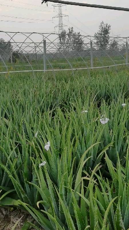 感谢全民我要上热门#库拉索千亩芦荟基地.