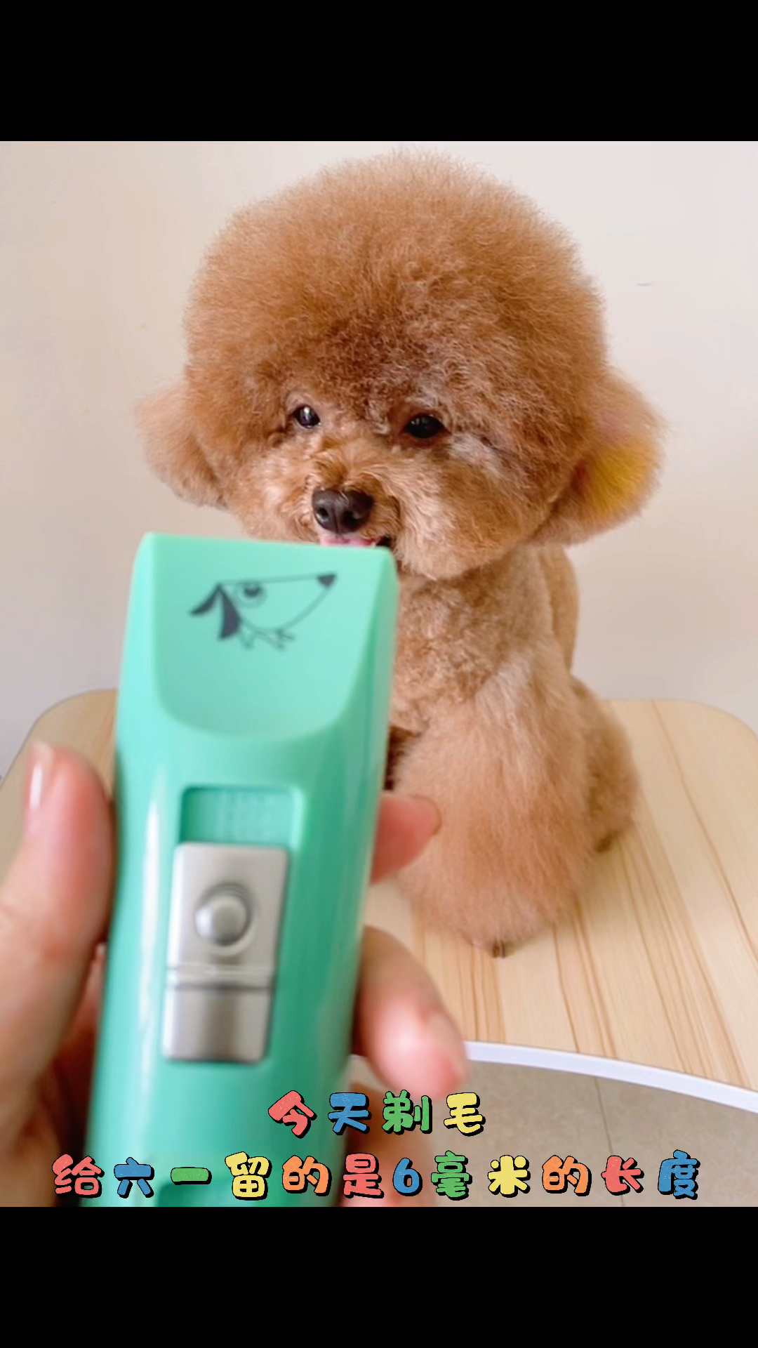 留毛6毫米的长度你们还满意吗