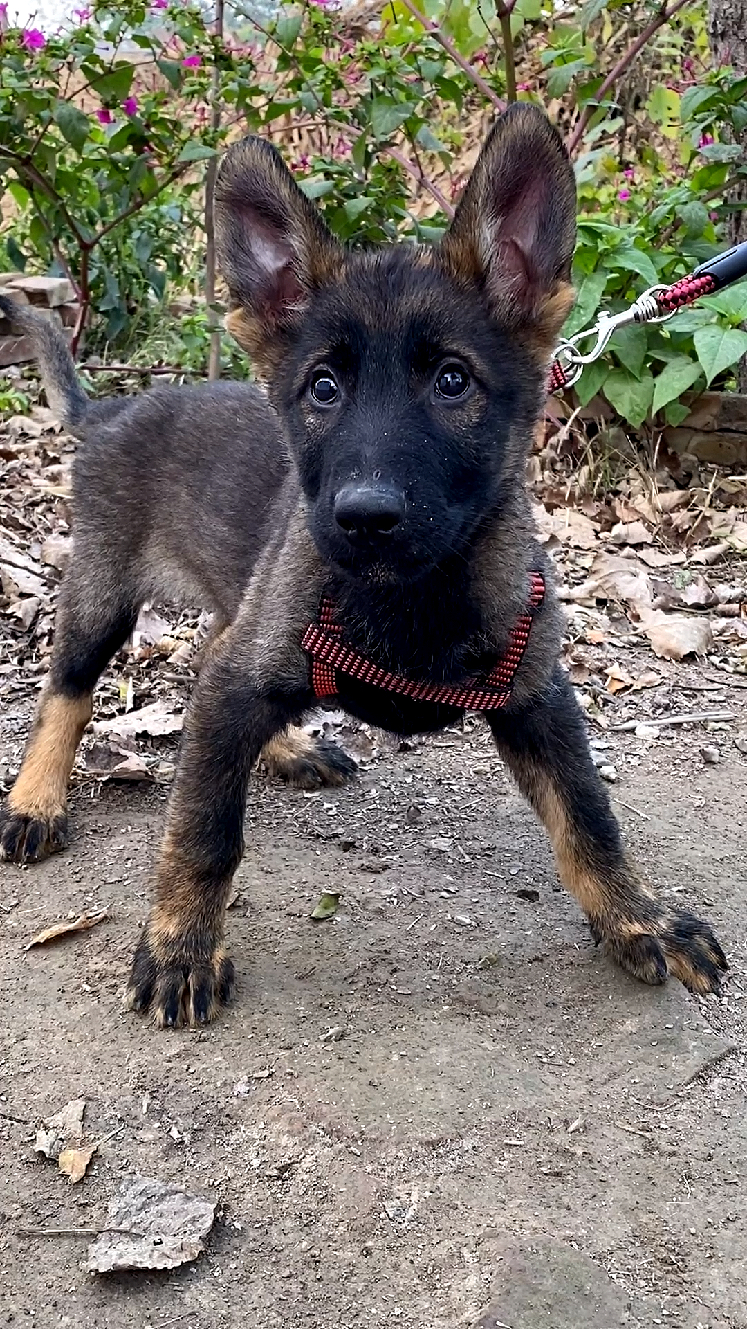 东德牧羊犬#两个多月狼灰色东德牧羊犬,看看这骨架和夸张的前胸宽度.